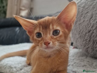 Abyssinian cats Abyssinian kittens - Advert 5