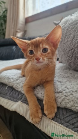 Abyssinian cats - Advert 5