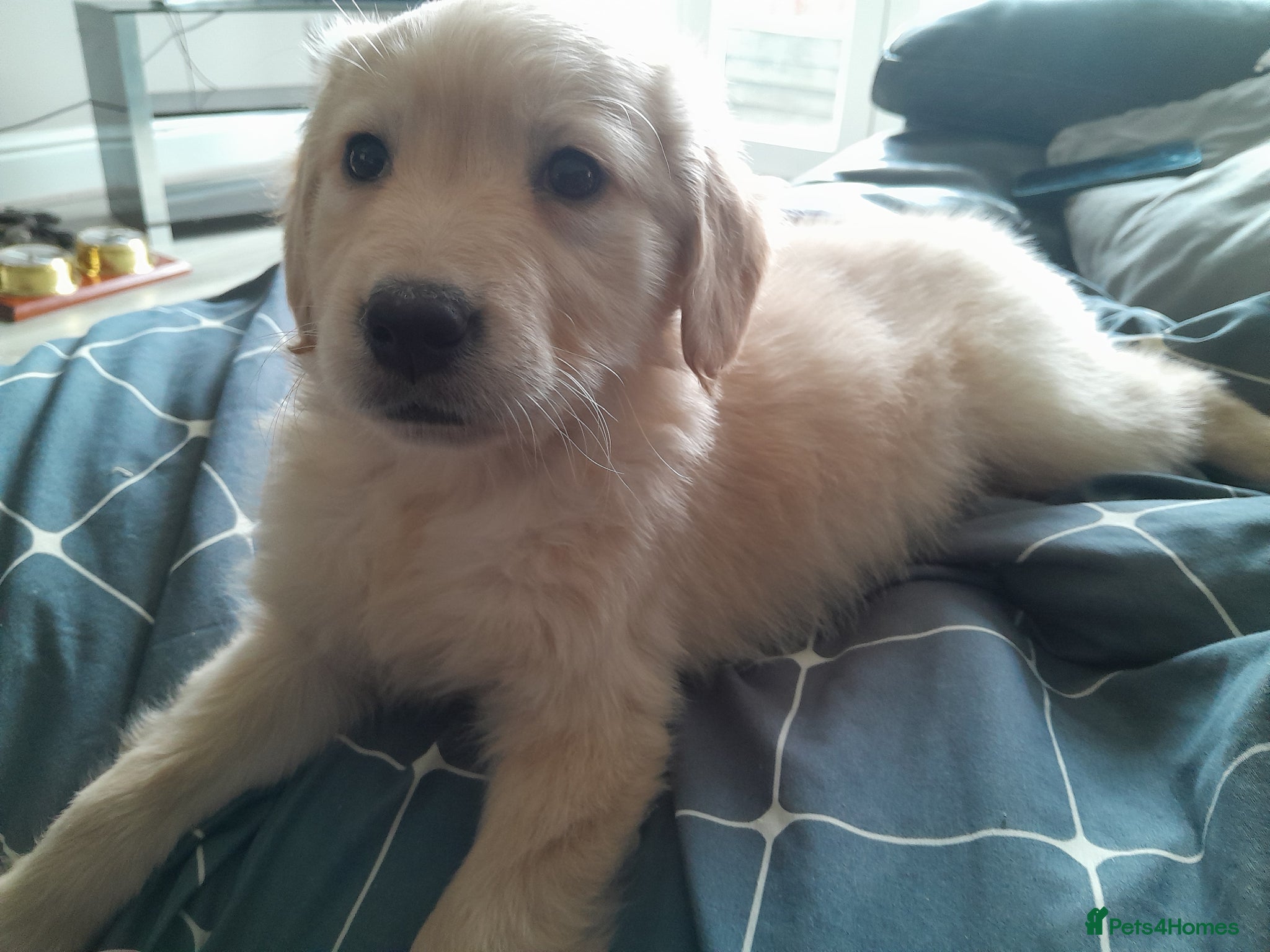 Golden Retriever dogs Golden Retriever Pups - Advert 13