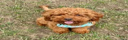 Cavapoo dogs for sale: 5 Deep Red Cavapoos - Advert 17