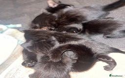 Bengal cats for sale: Bengal cross kittens  - Image 4