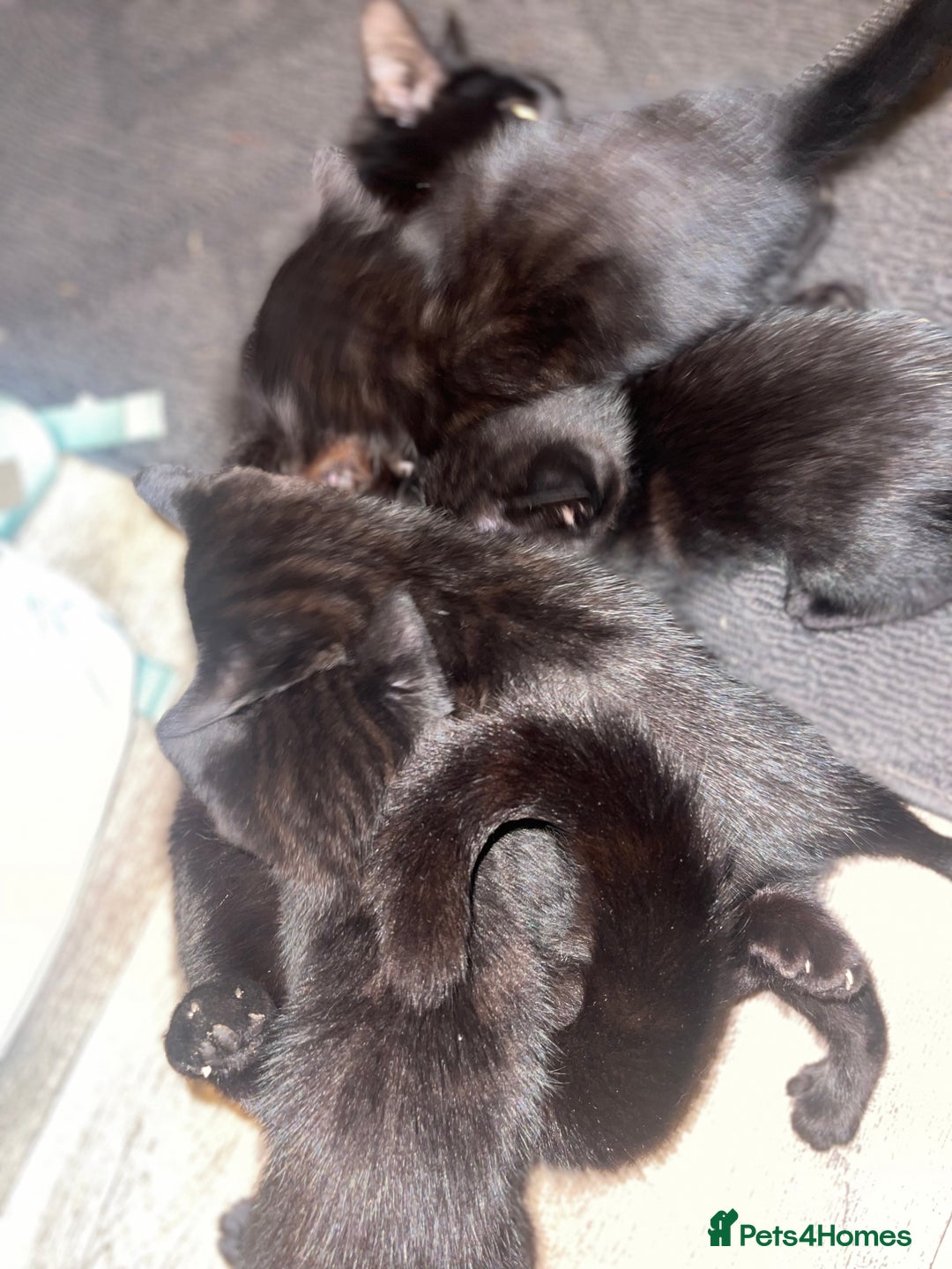 Bengal cats for sale: Bengal cross kittens  - Image 4