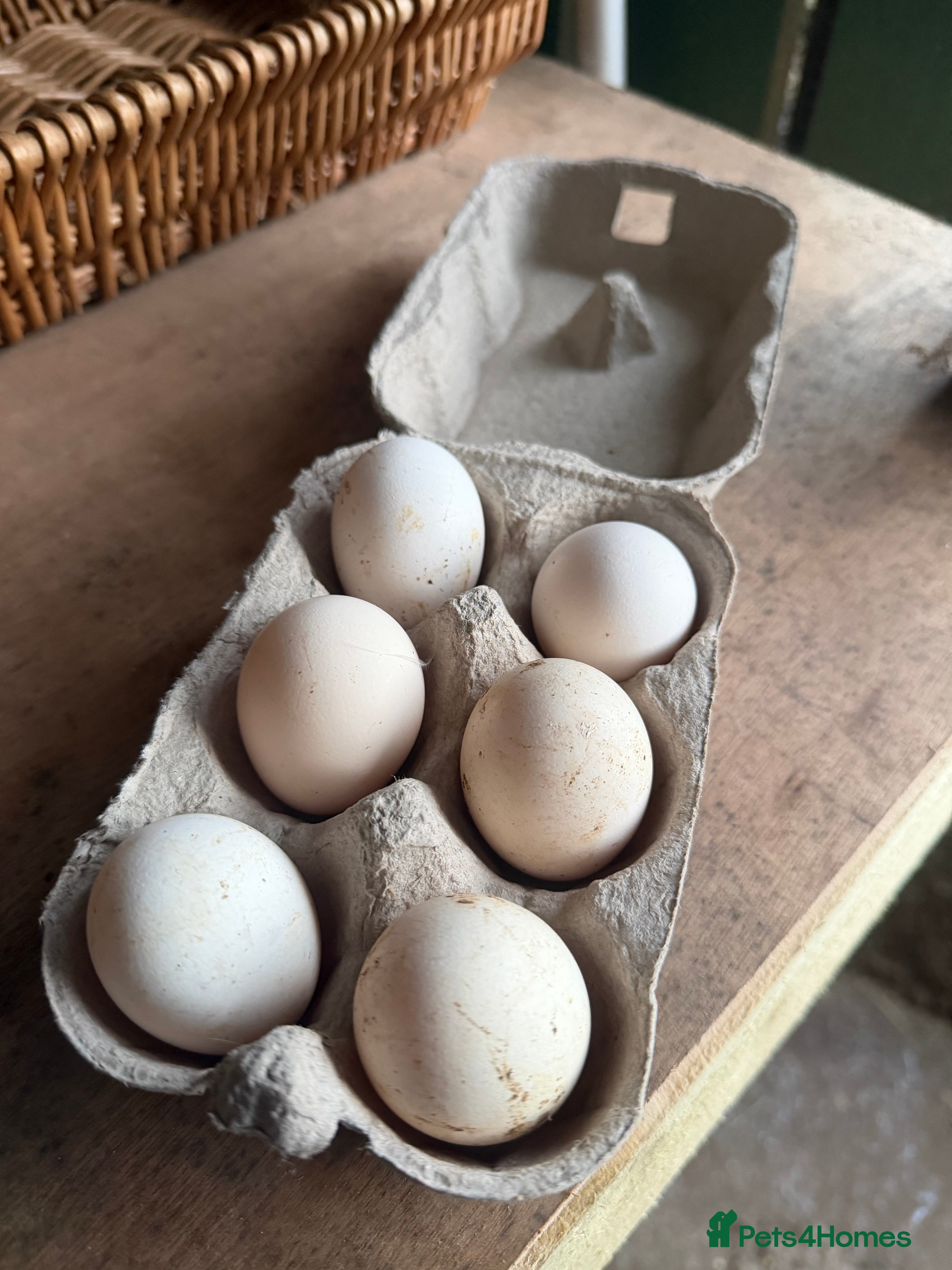 Chickens poultry Silkie hatching eggs for sale - Advert 5
