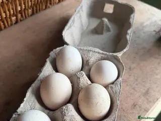 Chickens poultry Silkie hatching eggs for sale - Advert 5