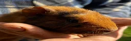 Guinea Pig rodents for sale: Beautiful Well Handled Males  - Advert 3
