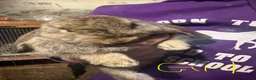 French Lop rabbits for sale: Beautiful baby French lop rabbits  - Advert 2