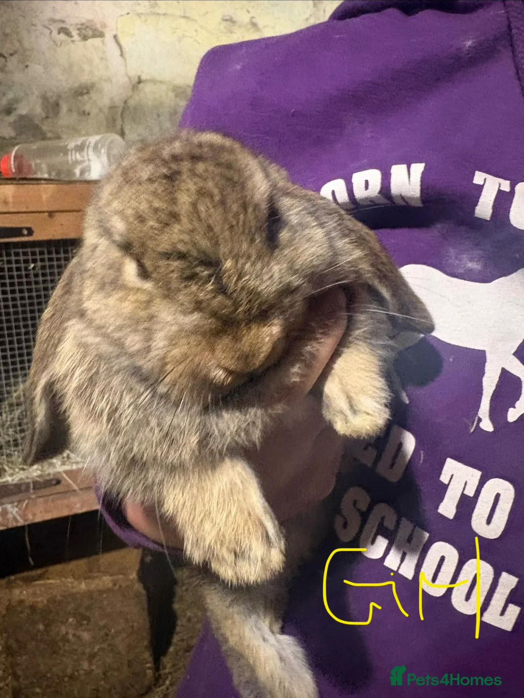 French Lop rabbits for sale: Beautiful baby French lop rabbits  - Advert 2