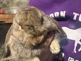 French Lop rabbits Beautiful baby French lop rabbits - Advert 14