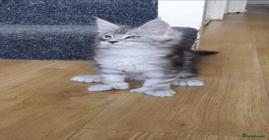 Maine Coon cats - Advert 1