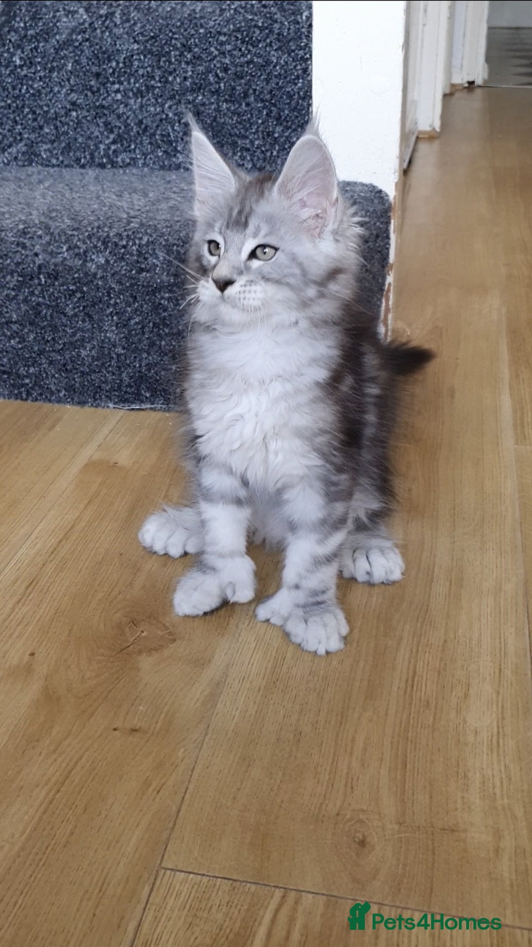 Maine Coon cats for sale: pure reg maine coon kittens - Image 2