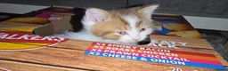 Munchkin cats for sale: Munchkin kittens - Advert 21