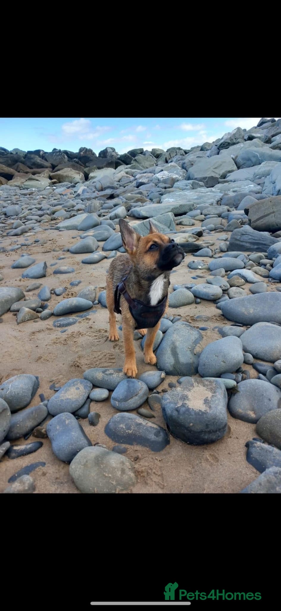 Mixed Breed dogs Puppy’s  - Advert 1