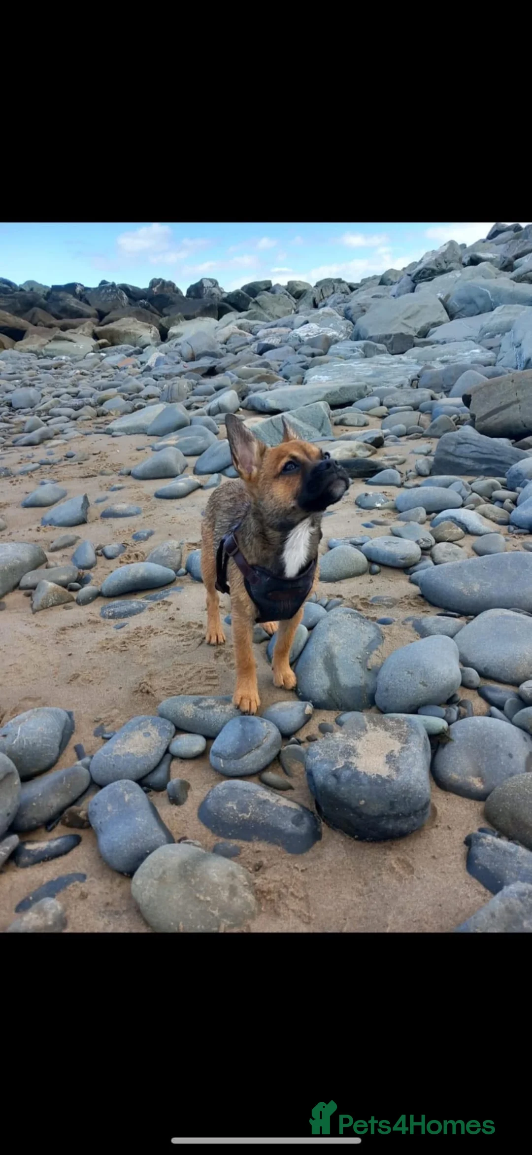 Mixed Breed dogs for sale: Puppy’s  - Advert 1