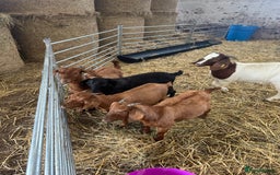 Goats livestock for sale: Boer cross Anglo Nubian  - Image 6