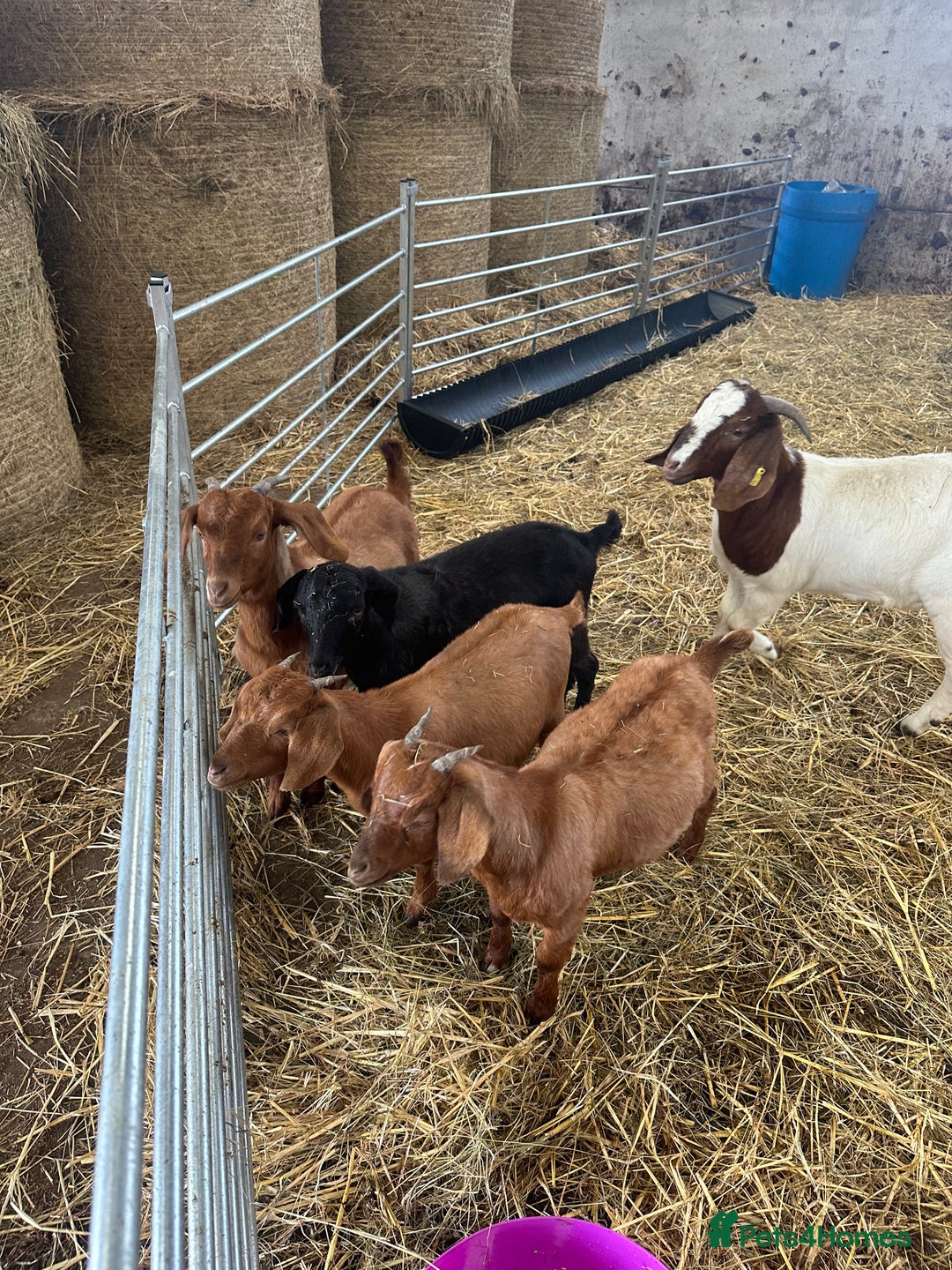 Goats livestock for sale: Boer cross Anglo Nubian  - Image 6