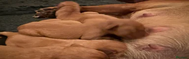 Labrador Retriever 6