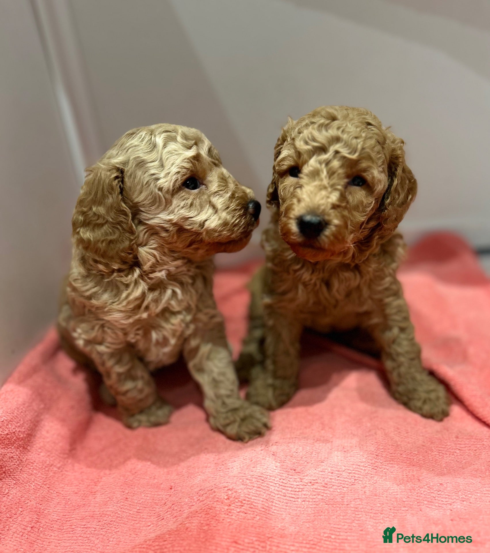 Miniature Poodle dogs Beautiful Miniature Poodles - Advert 7