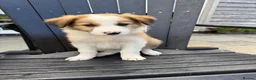 Border Collie dogs for sale: Border collie pups for sale - Advert 10