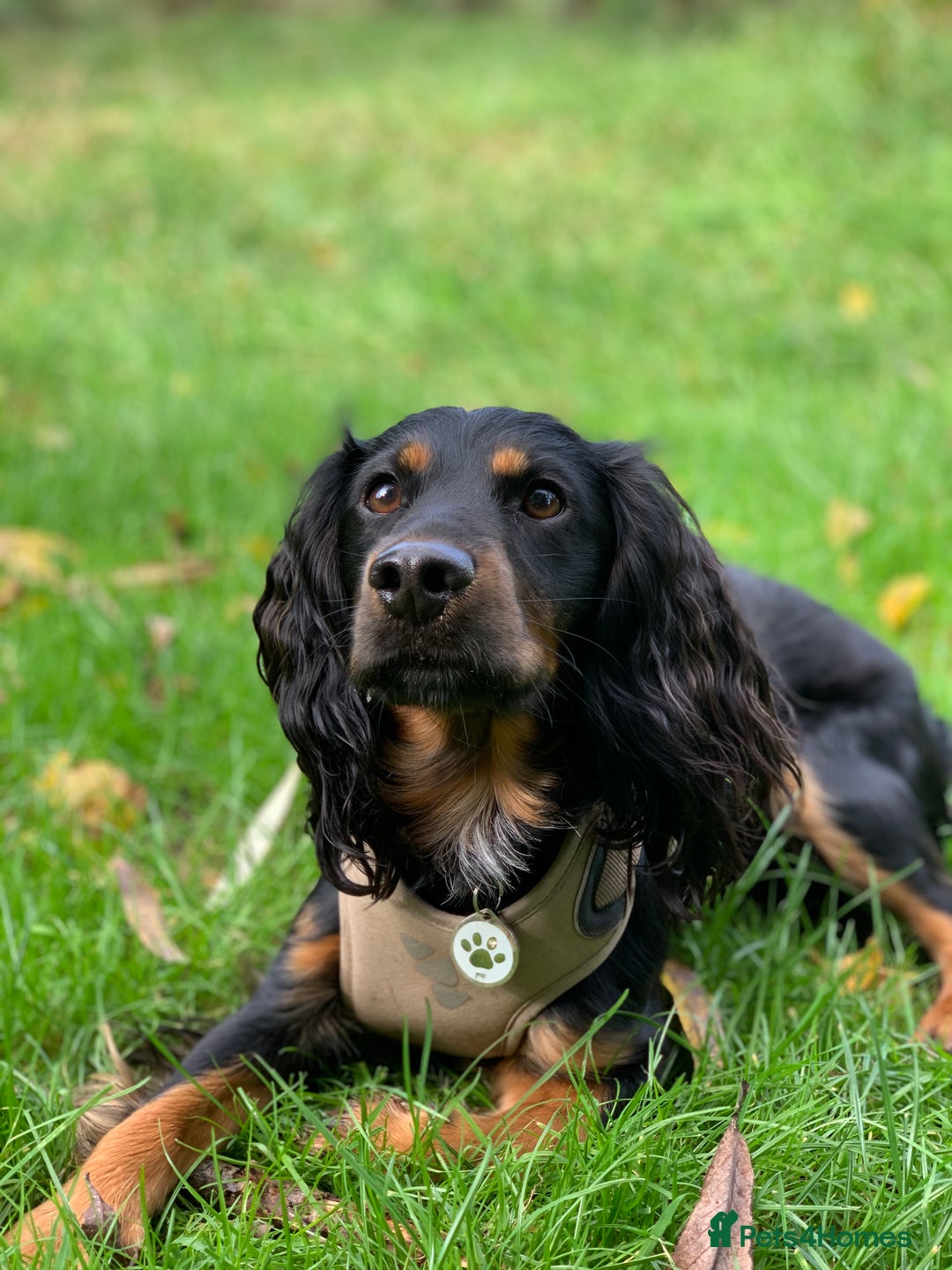 Cockapoo dogs for sale: Reggie Looking For A New Home  6 yr old Cockerpoo  - Image 15