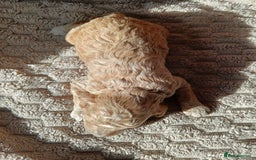 Cockapoo dogs for sale: Beautiful litter of cockapoos - Image 17