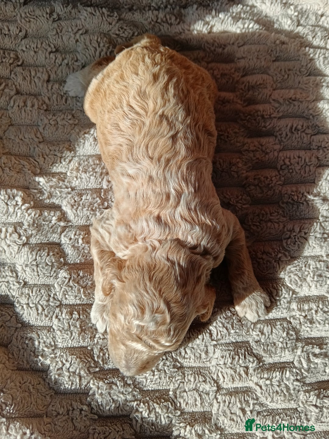 Cockapoo dogs for sale: Beautiful litter of cockapoos - Image 17