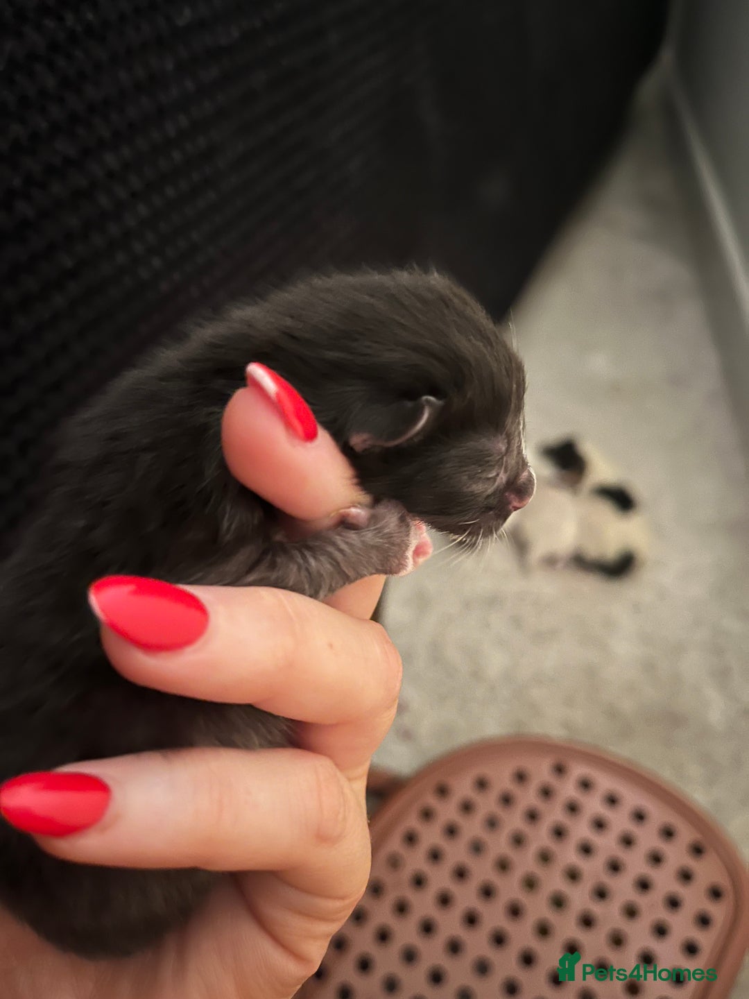 British Shorthair cats for sale: 4 stunning kittens for sale  - Image 4