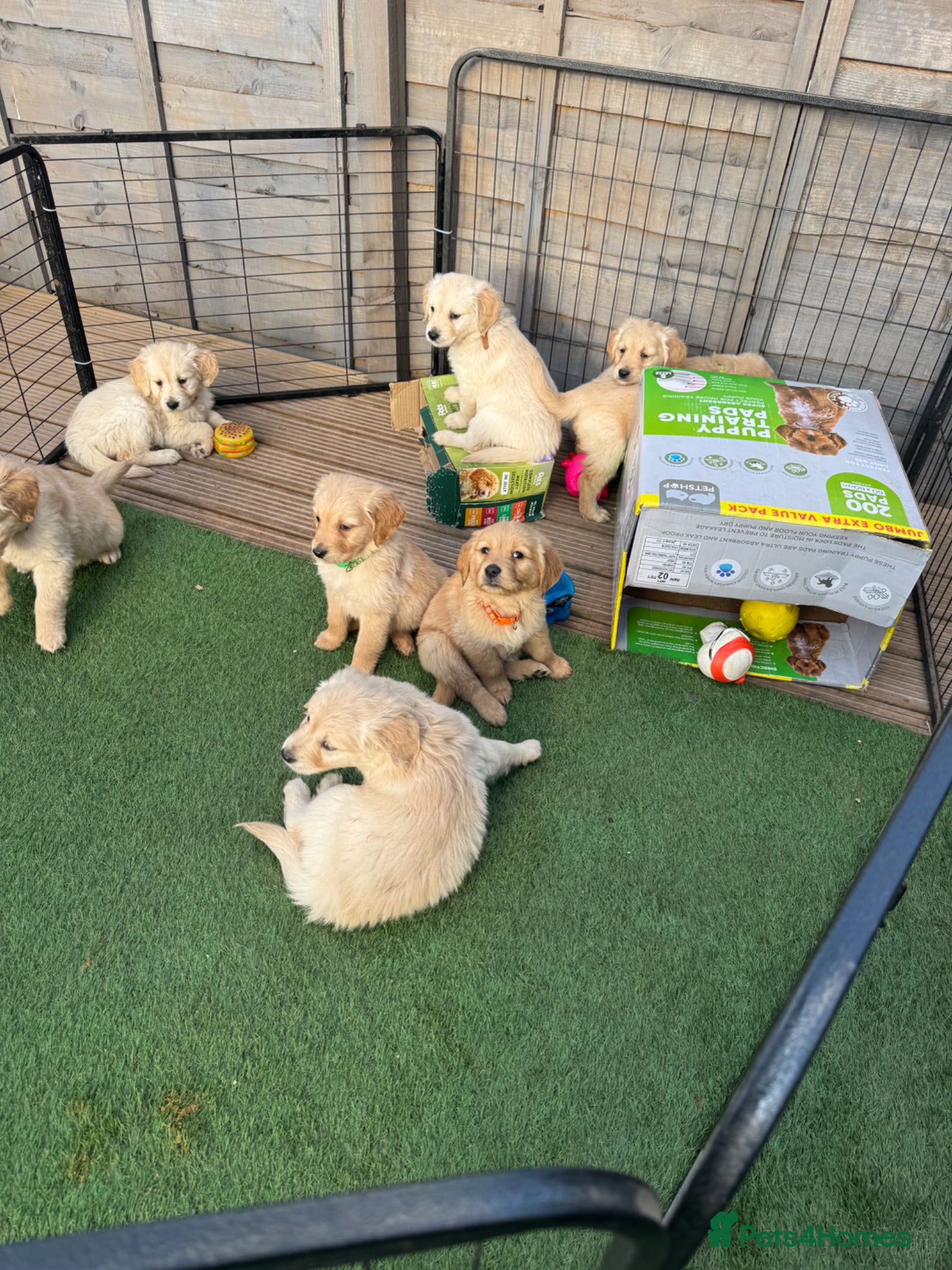 Golden Retriever dogs Gorgeous Golden Retrievers Only 2 Left - Advert 5