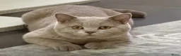 British Shorthair cats for sale: Full Pedigree GCCF British Boy . Cream and White  - Advert 6