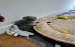 Scottish Fold cats for sale: 2 beautiful Scotish fold girls - Image 1