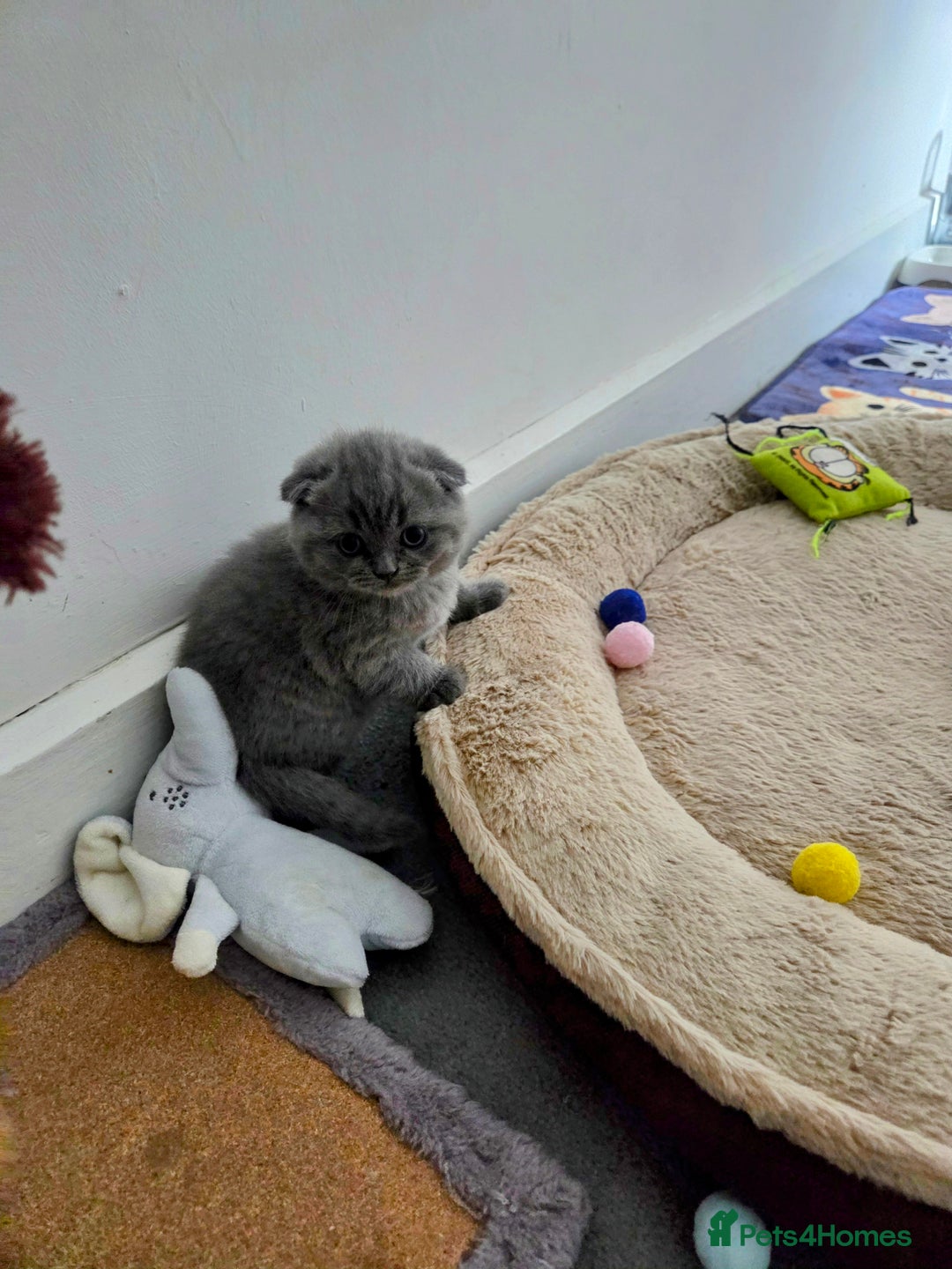 Scottish Fold cats for sale: 2 beautiful Scotish fold girls - Image 1