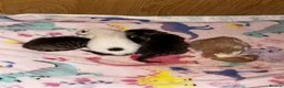 Mixed Breed cats for sale: 2 female and 2 male kittens  - Advert 14