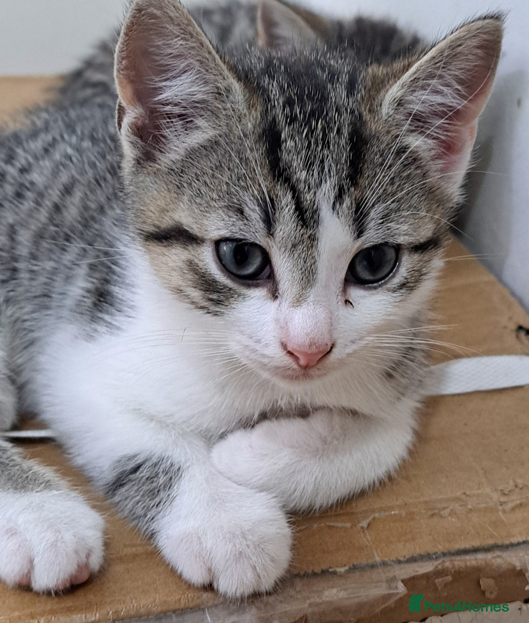 Bengal cats for sale: 3 Beautiful Kittens - Image 17
