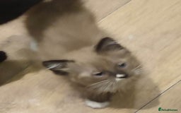 Mixed Breed cats for sale: Ragdoll mixbreed kittens for new home  - Image 15
