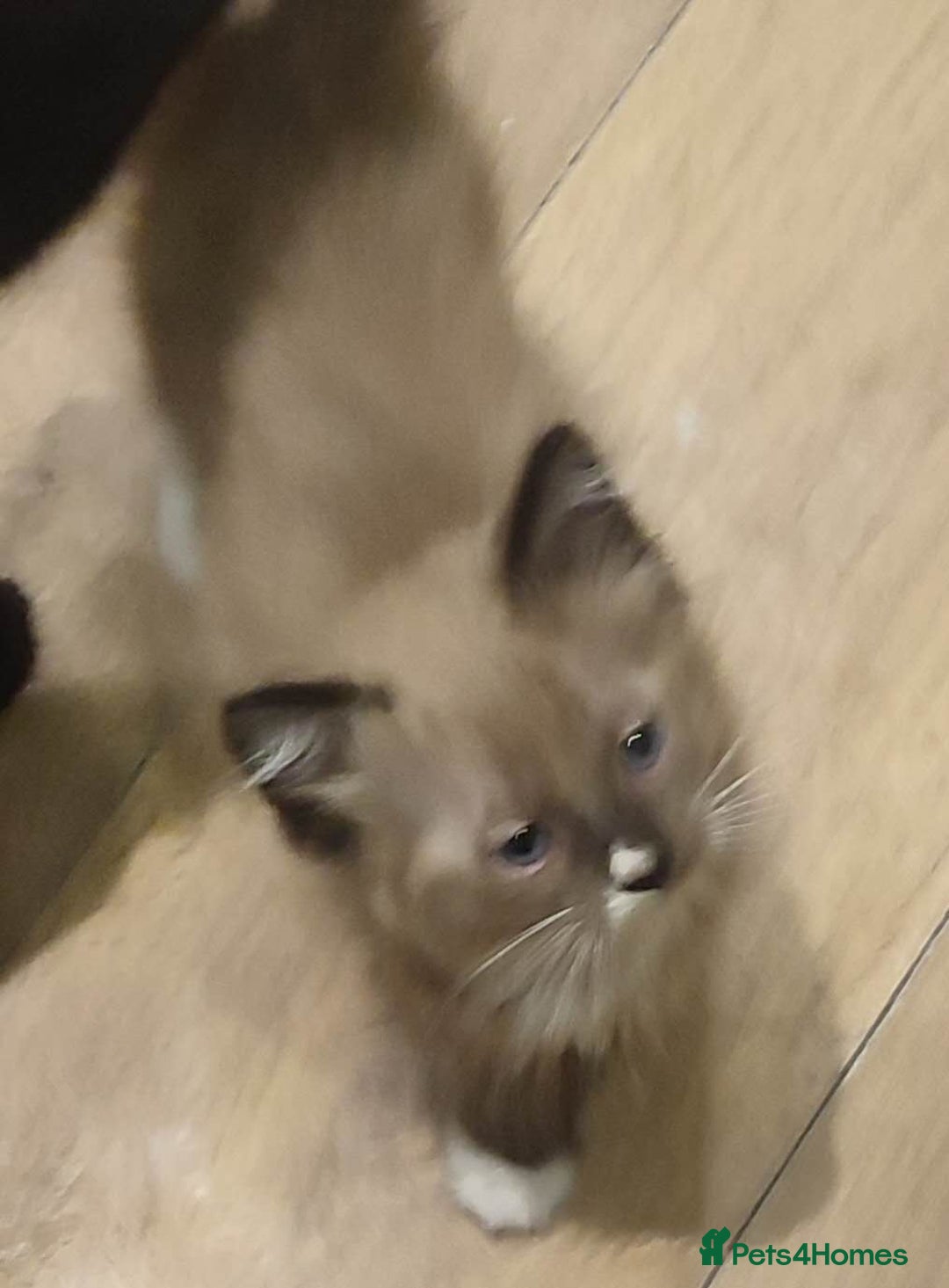 Mixed Breed cats for sale: Ragdoll mixbreed kittens for new home  - Image 15
