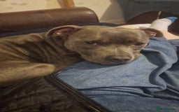 Staffordshire Bull Terrier dogs for sale: Sadly loki needs rehomed  - Image 3