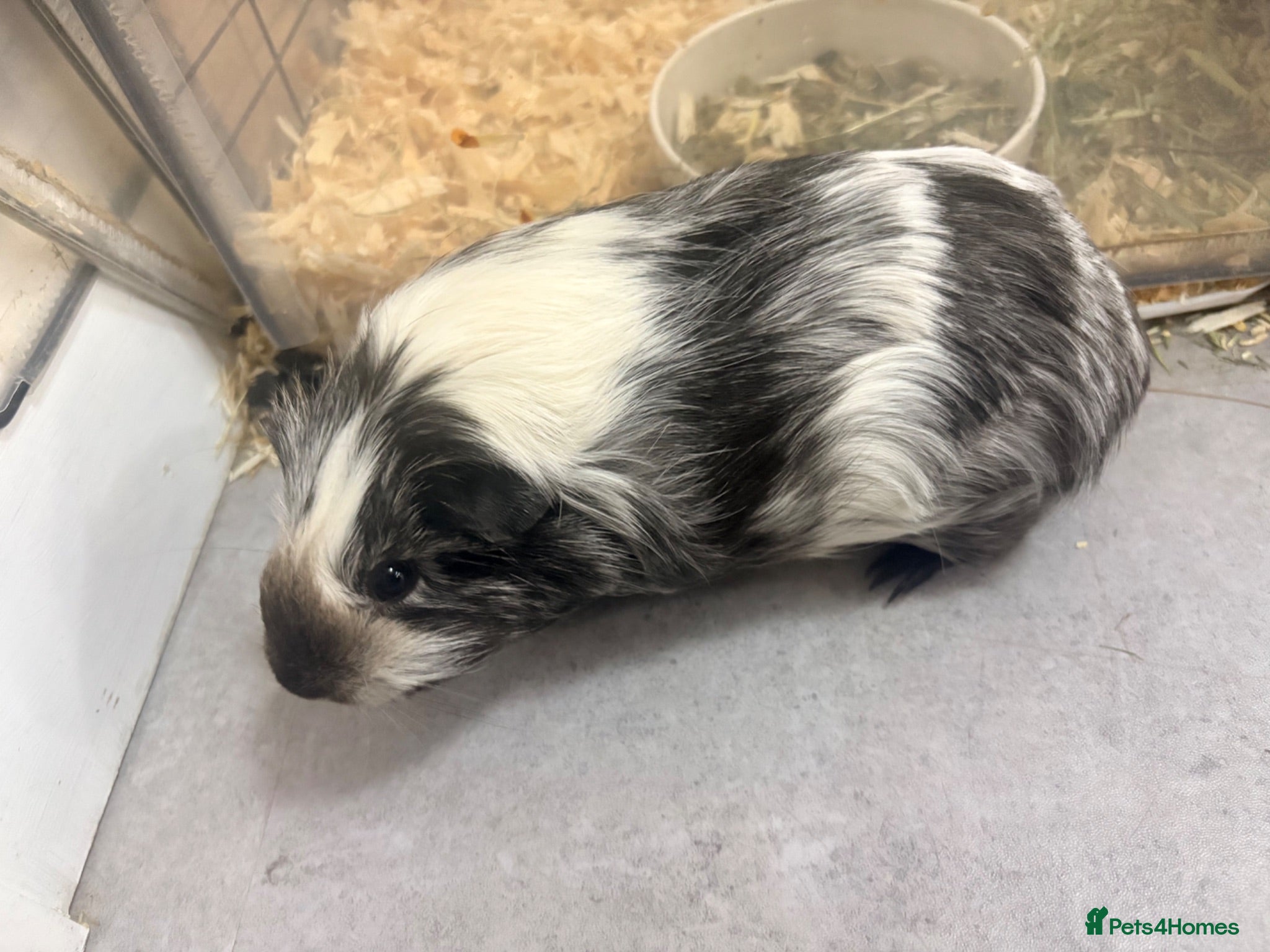 Guinea Pig rodents Female funky piggie - Advert 7