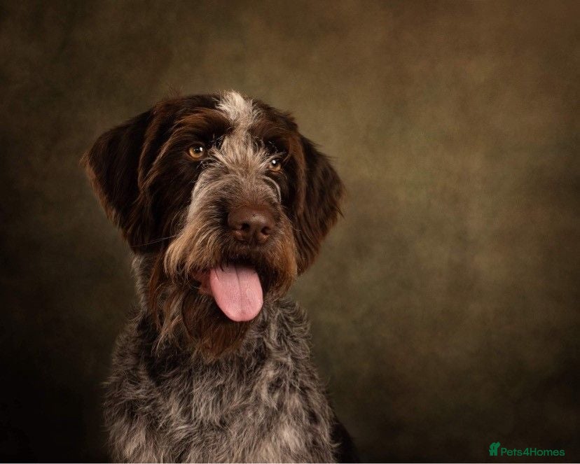 Mixed Breed dogs German Wirehaired Pointer x Labrador Puppies - Advert 1