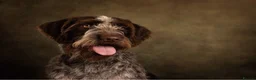 Mixed Breed dogs for sale: German Wirehaired Pointer x Labrador Puppies in Oswestry - Advert 1
