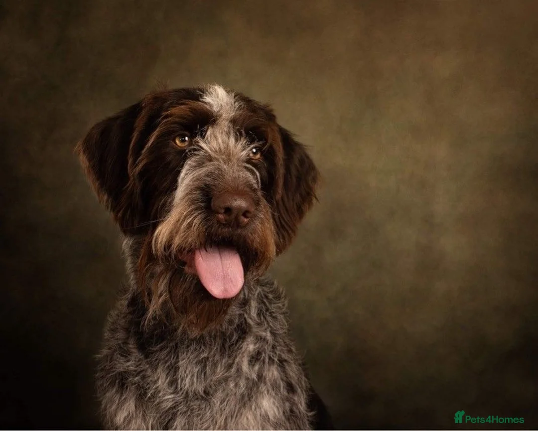 Mixed Breed dogs for sale: German Wirehaired Pointer x Labrador Puppies in Oswestry - Advert 1