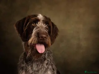 Wirehaired Lab Labrador Mixed Breed Puppies for sale | Pets4Homes
