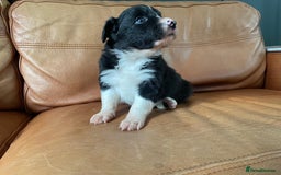 Border Collie dogs for sale: Border Collie Pups Merle, Tri-colour & Blk/wht - Image 4