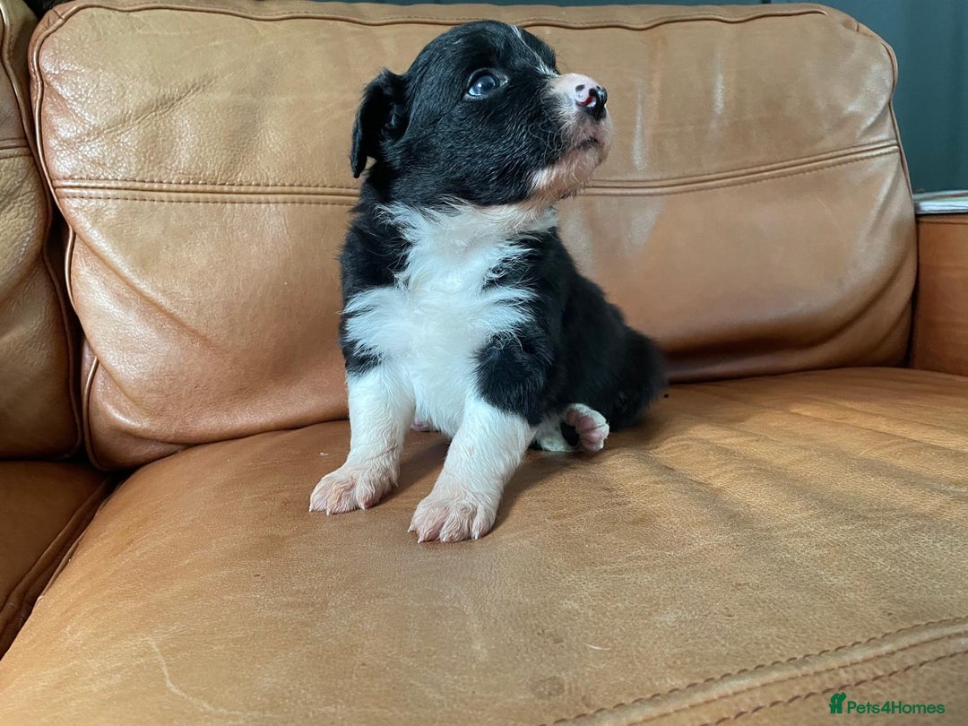 Border Collie dogs for sale: Border Collie Pups Merle, Tri-colour & Blk/wht - Image 4