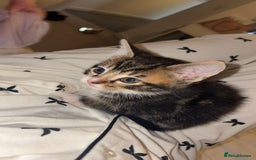 Bengal cats for sale: 2 male kittens left ready now  - Image 1
