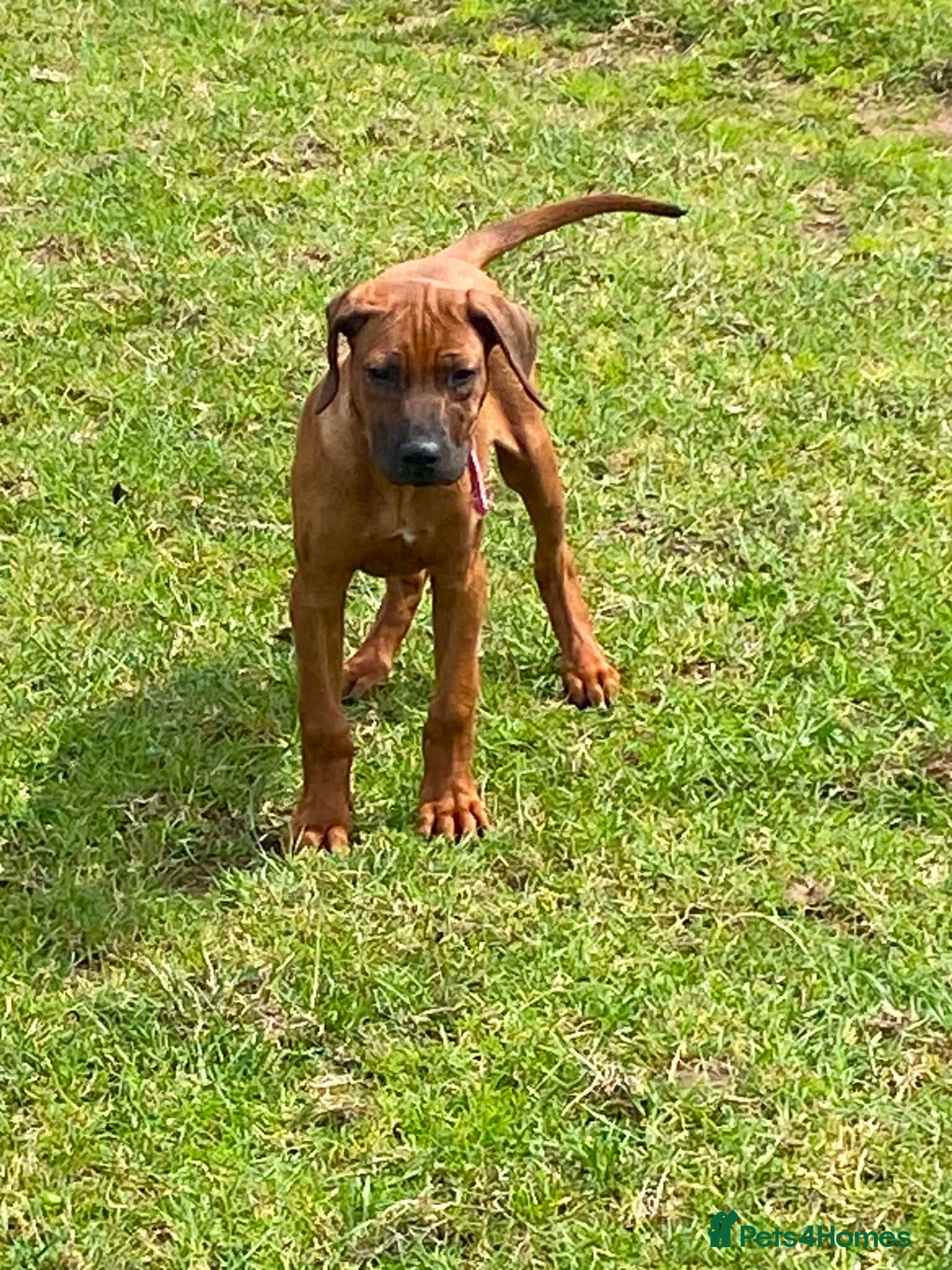 Rhodesian Ridgeback dogs KC reg Ridgeback puppies - Advert 2