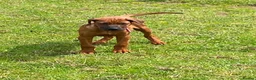 Rhodesian Ridgeback dogs for sale: KC reg Ridgeback puppies - Advert 4