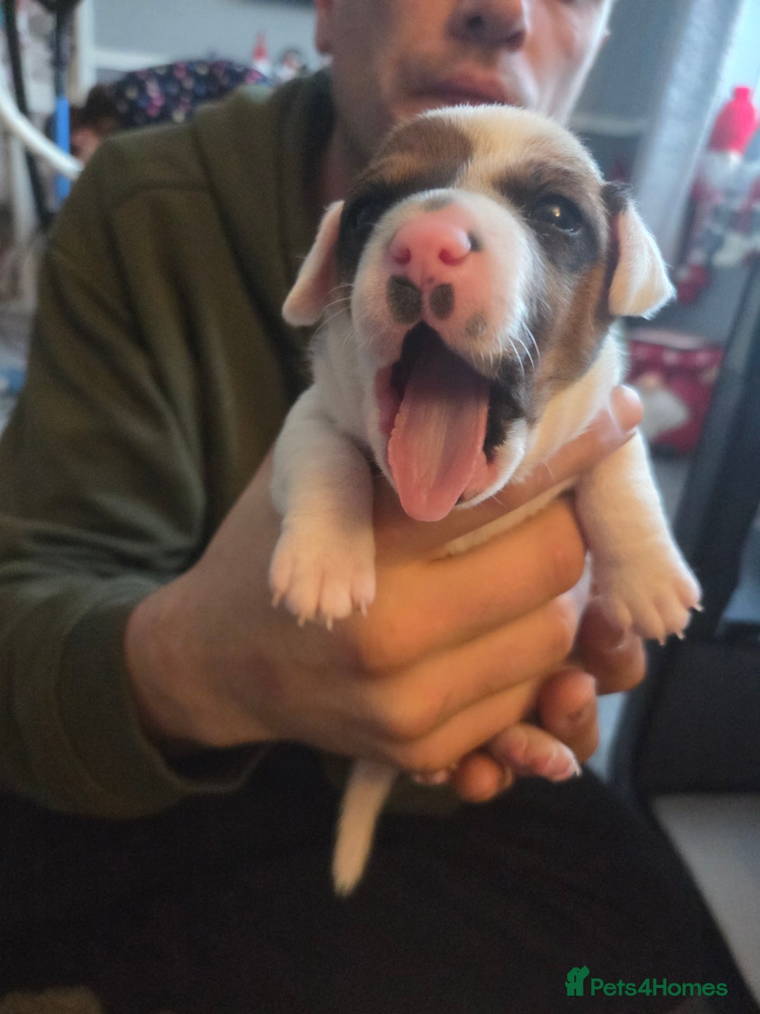 Jack Russell dogs for sale: Jack russell puppy - Advert 2