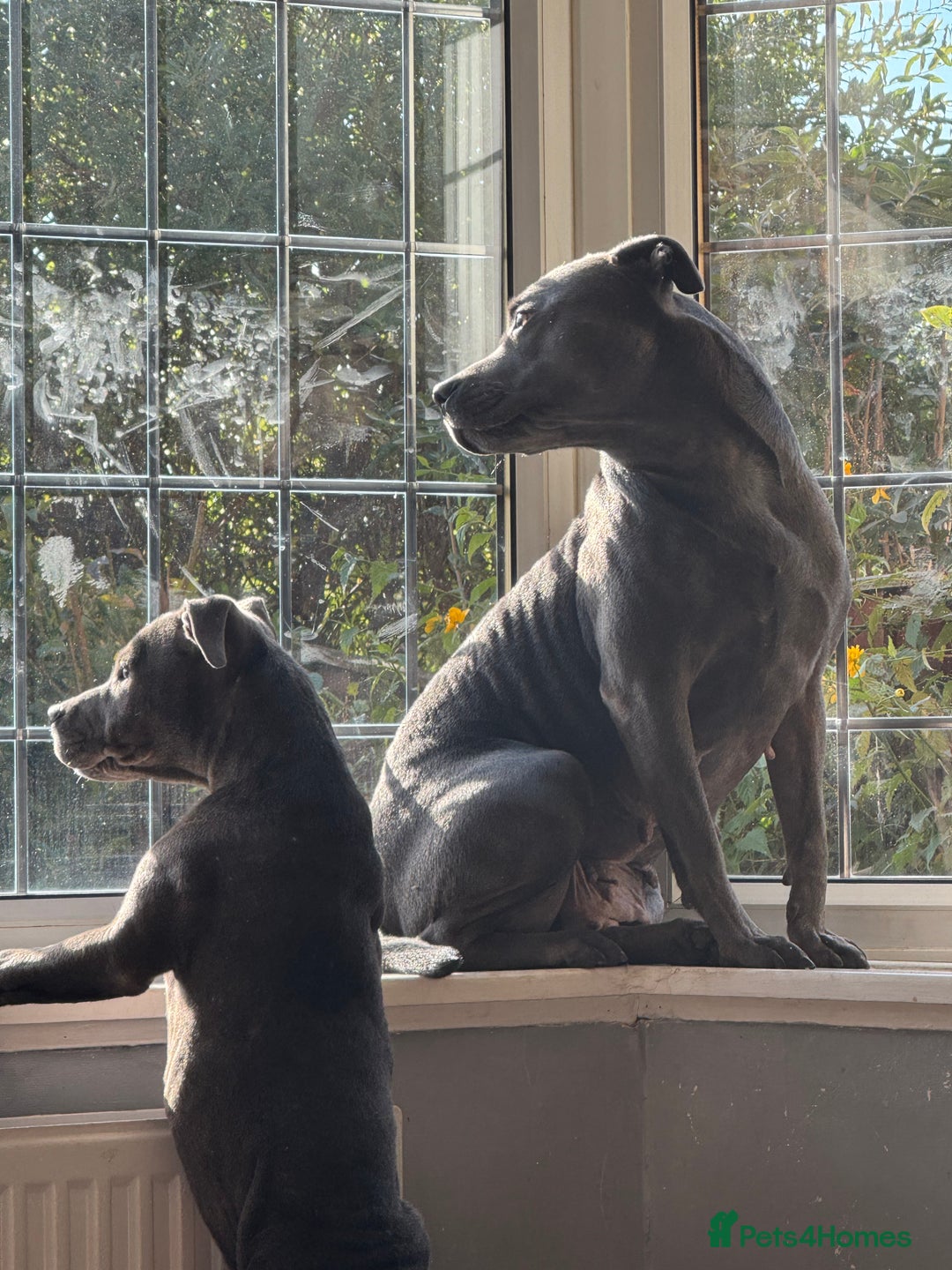 Staffordshire Bull Terrier dogs for sale: Prince Fury - Advert 1