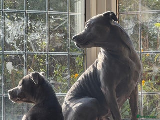 Staffordshire Bull Terrier dogs Prince Fury - Advert 1