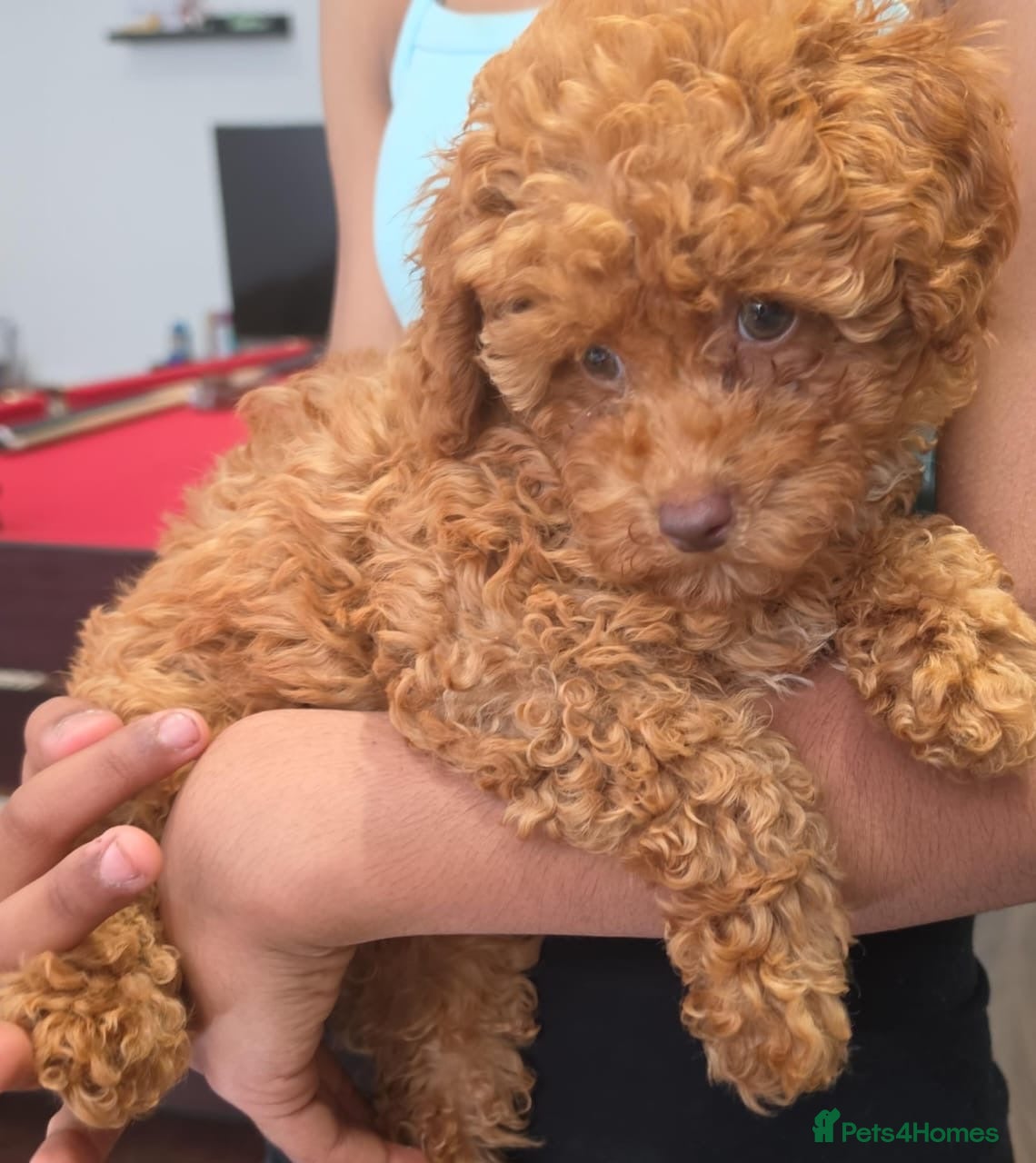 Toy Poodle dogs Beautiful Brown Female Toy Poodle Puppy – 4 Months - Advert 4