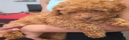 Toy Poodle dogs for sale: Beautiful Brown Female Toy Poodle Puppy – 4 Months - Advert 5